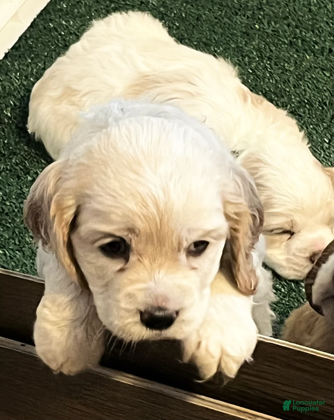 Cocker Spaniel dogs for sale: Cocker Spaniel Puppy 3 Female Rose - Ad 2