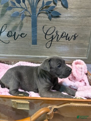Cane Corso