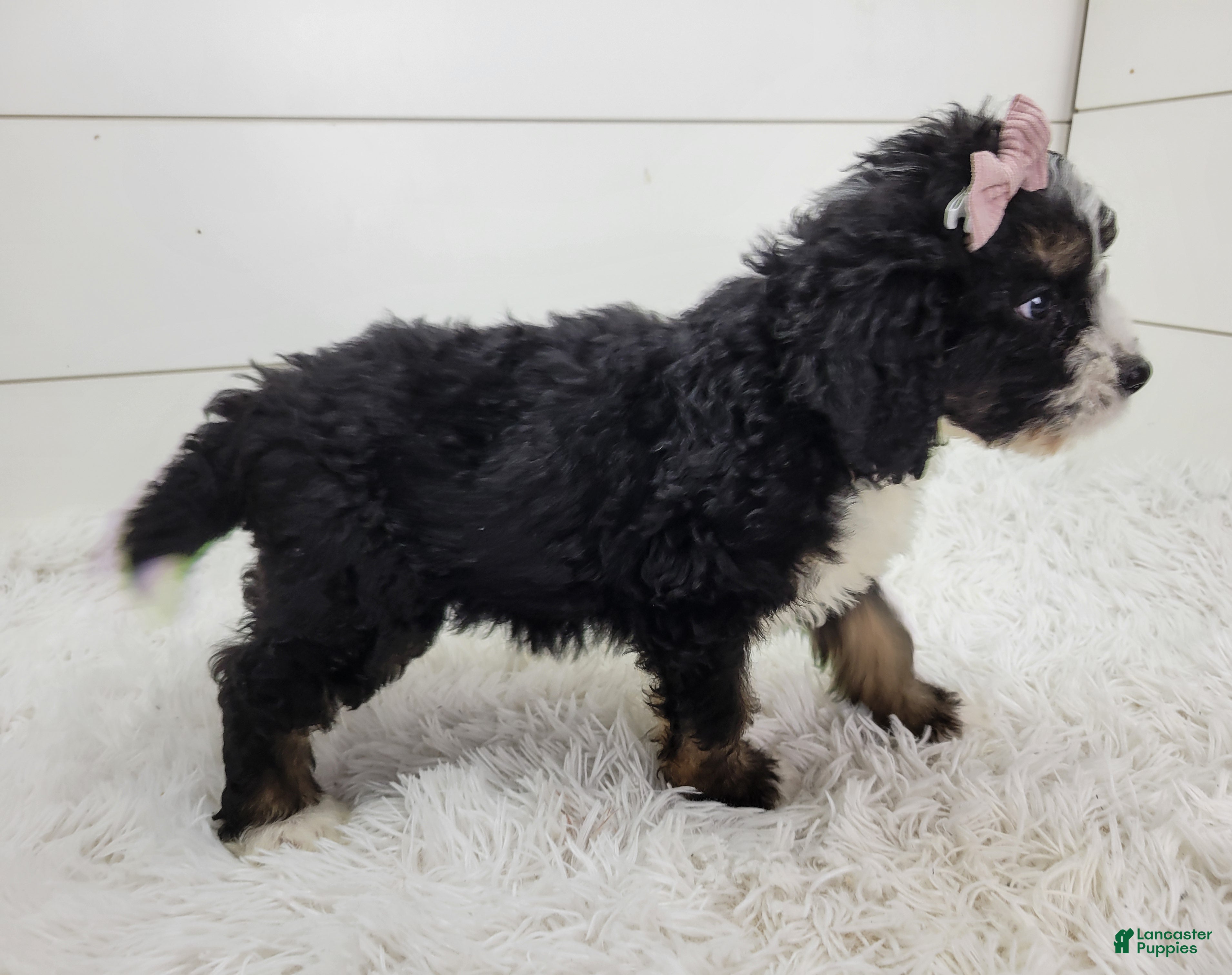 Bernedoodle dogs Britt - Ad 2