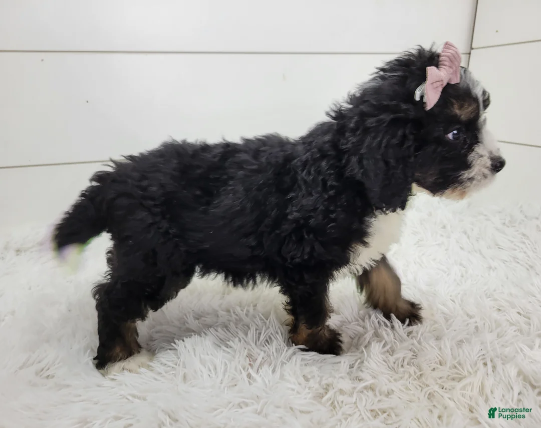 Bernedoodle dogs for sale: Britt - Ad 2