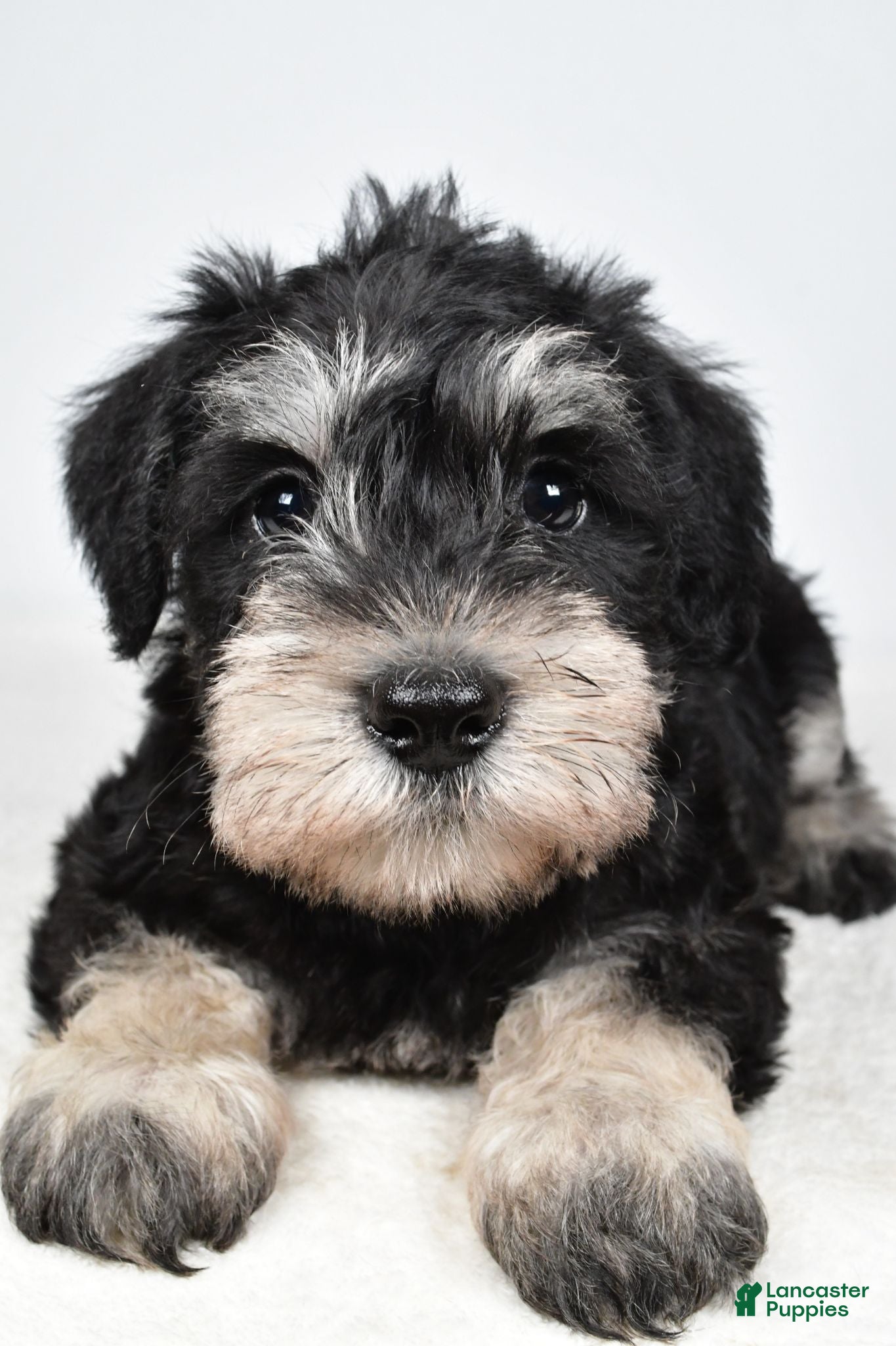 Miniature Schnauzer dogs Eddy - Ad 2