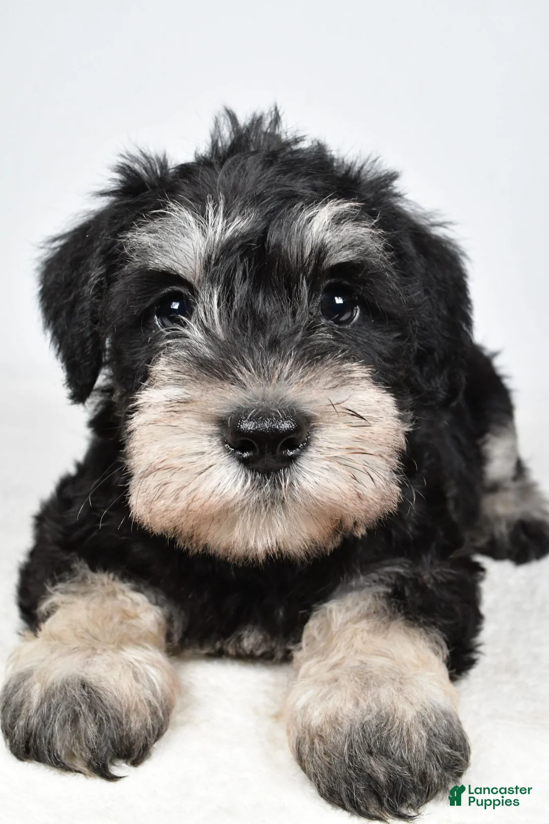 Miniature Schnauzer dogs for sale: Eddy - Ad 2