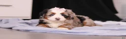 Mini Bernedoodle dogs for sale: Zuzu - Ad 4