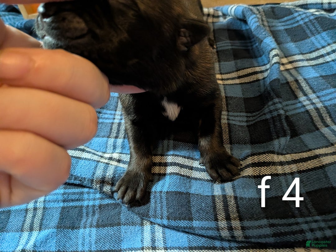 Belgian Malinois dogs for sale: Belgian Malinois Puppy 9 - Ad 3