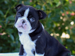 Boston Terrier dogs Gus - Ad 26