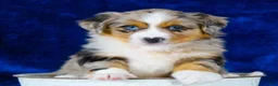 Australian Shepherd dogs for sale: Red merle male with one blue eye - Ad 18