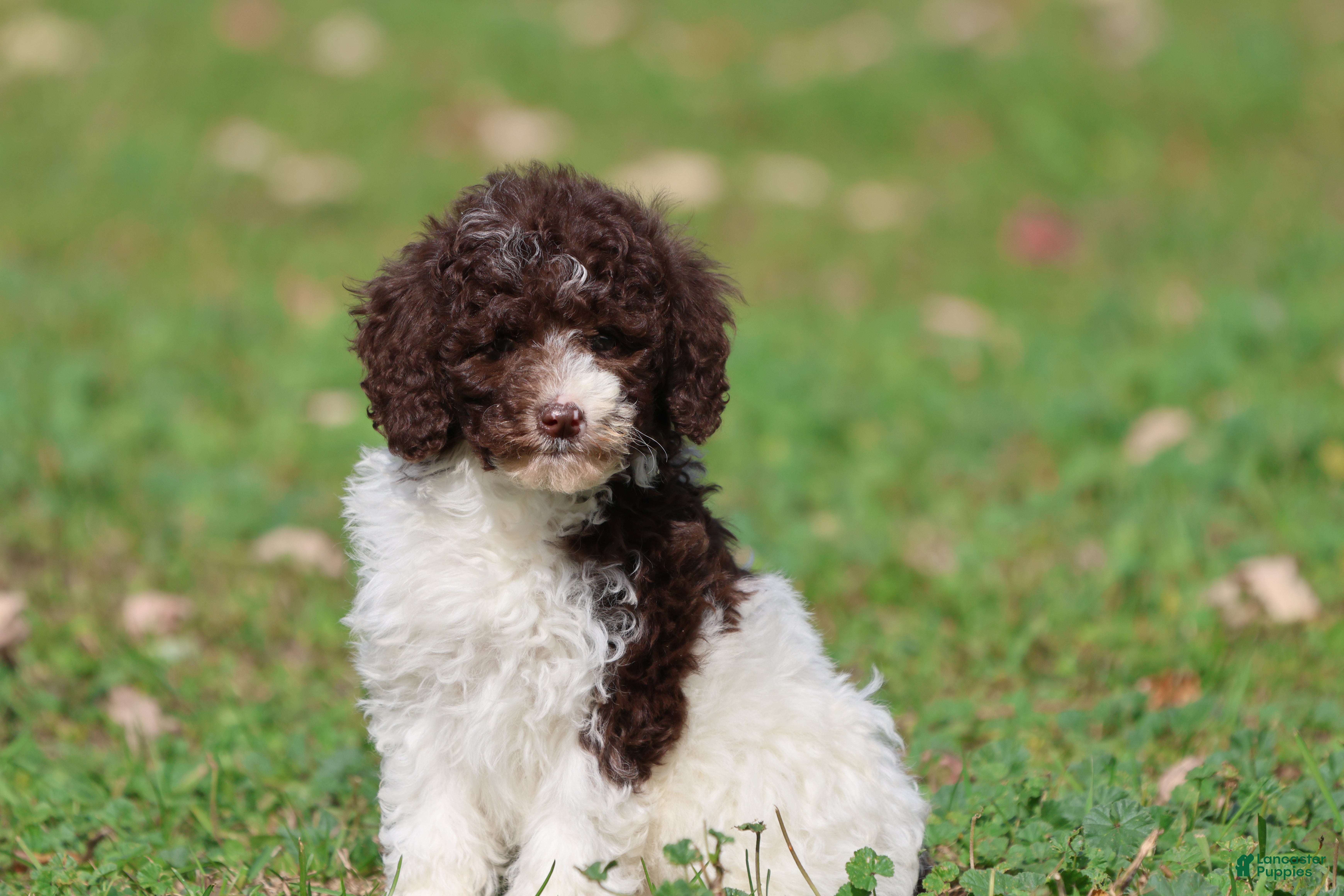 Mini Bernedoodle dogs Snickerdoodles - Ad 2