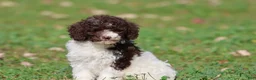 Mini Bernedoodle dogs for sale: Snickerdoodles - Ad 2