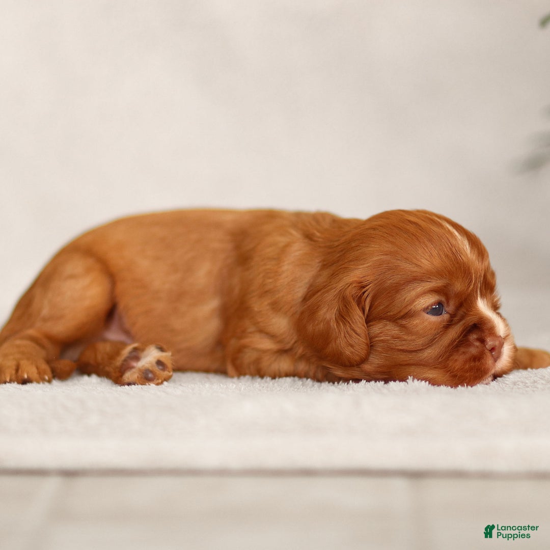 Cavalier King Charles Spaniel dogs for sale: Colsen - Ad 4