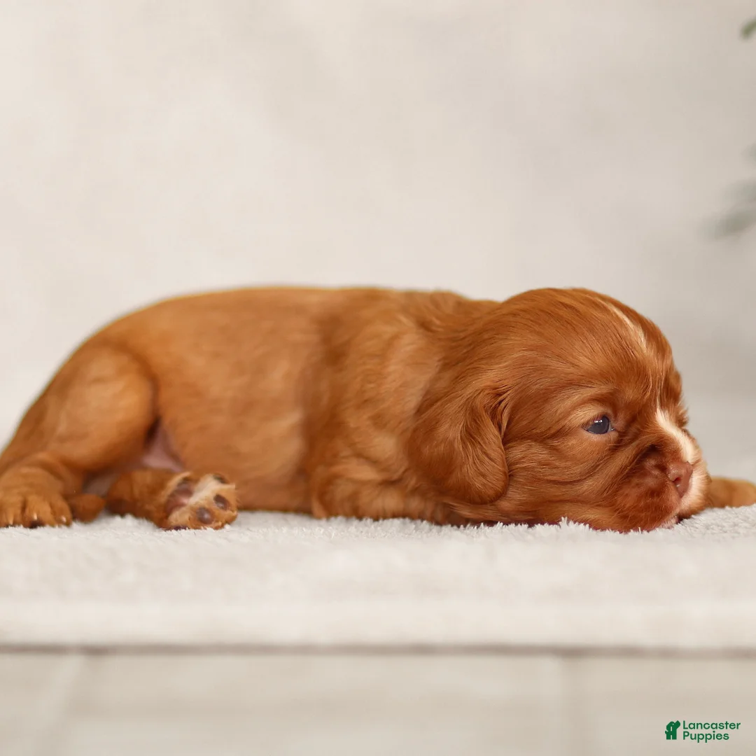 Cavalier King Charles Spaniel dogs for sale: Colsen - Ad 12