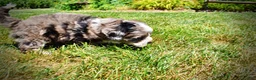 Havapoo dogs for sale: Icon - Ad 17