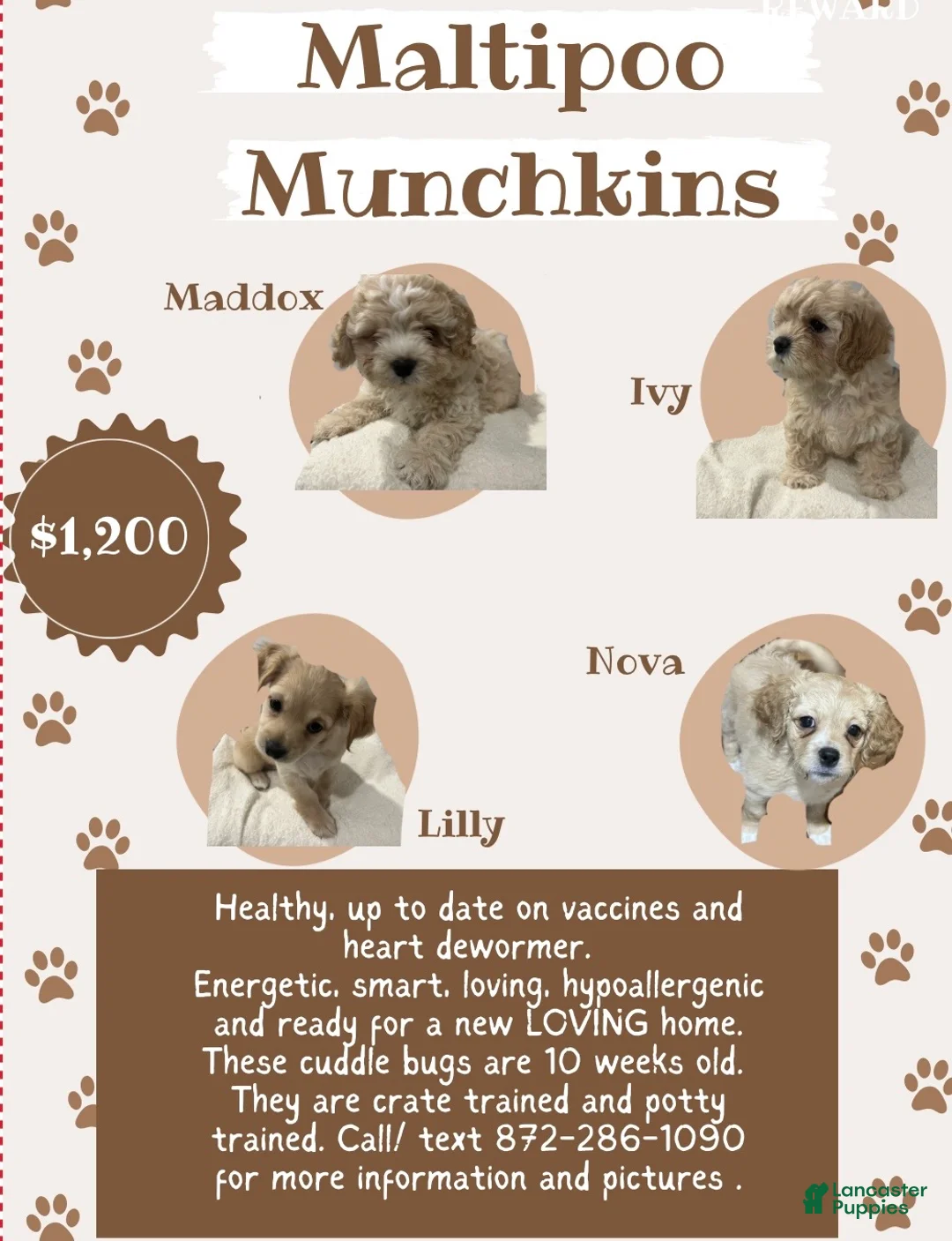 Maltipoo dogs for sale: Lilly - Ad 6