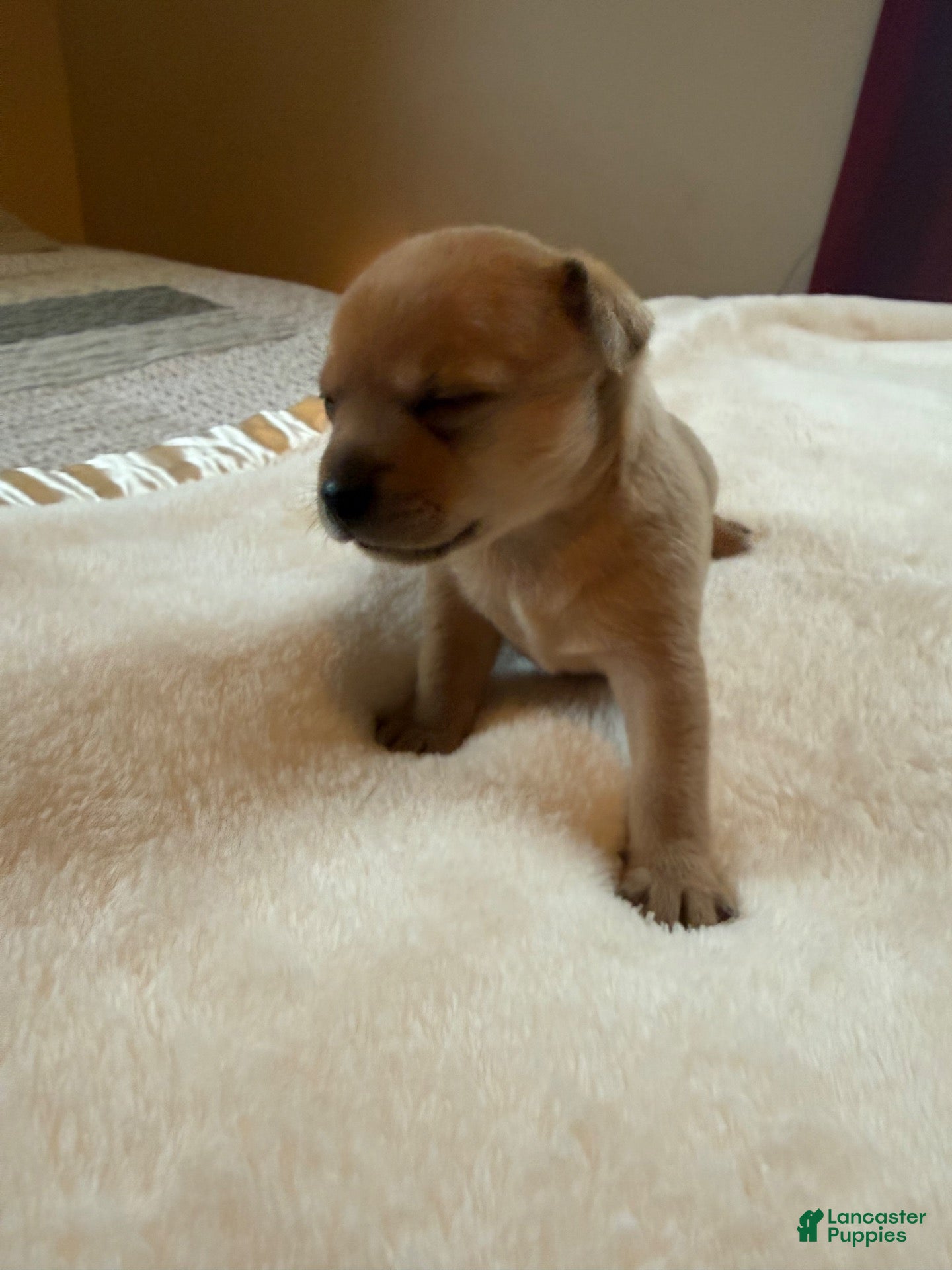 Chihuahua dogs Chihuahua 1 - Ad 1