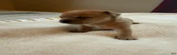Chihuahua dogs for sale: Chihuahua 1 - Ad 1