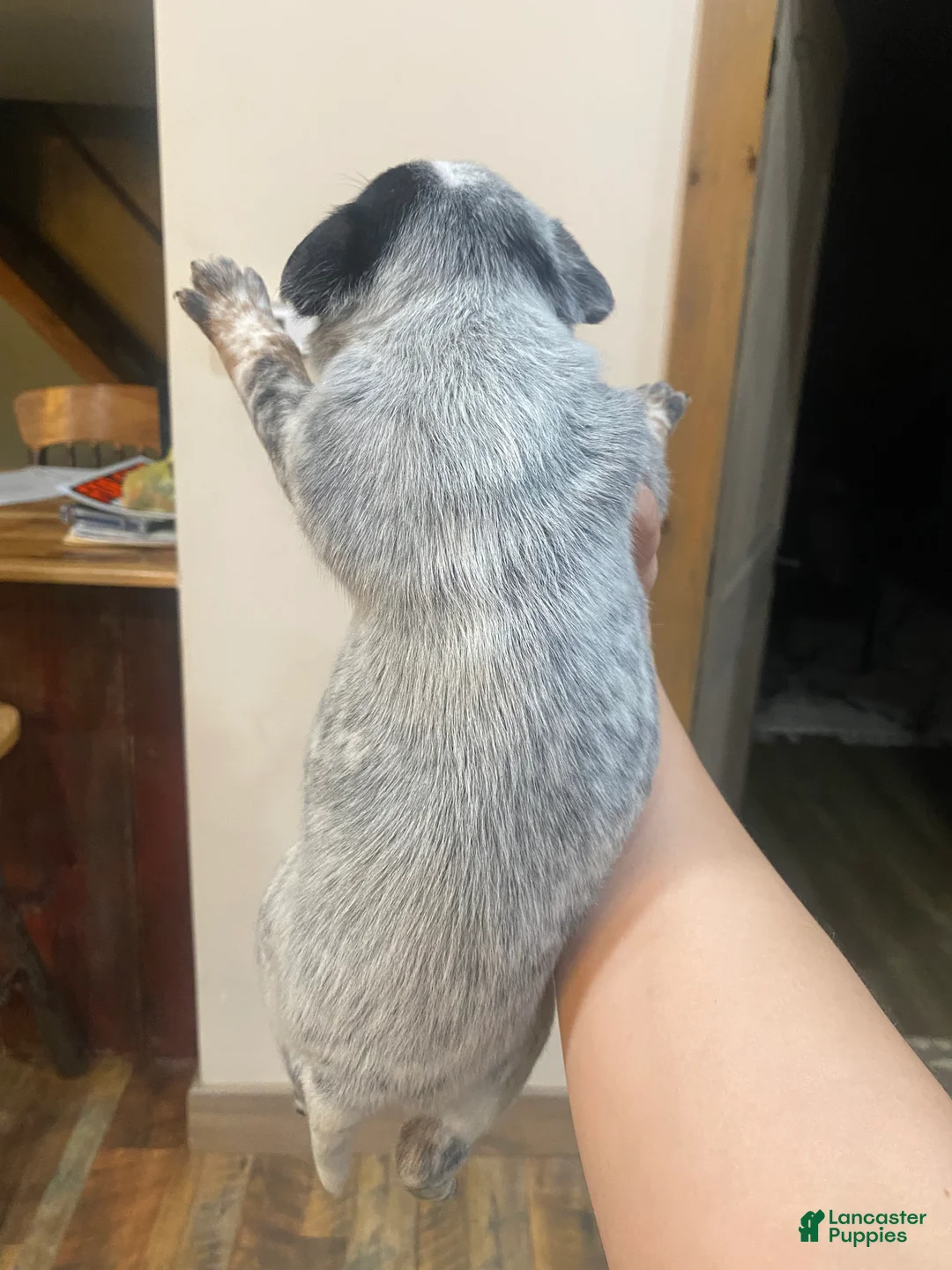Australian Cattle Dog dogs for sale: Gunnar  - Ad 3