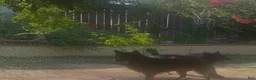 German Shepherd dogs for sale: Prowler  - Ad 4
