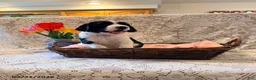 English Springer Spaniel dogs for sale: Peggy - Ad 3
