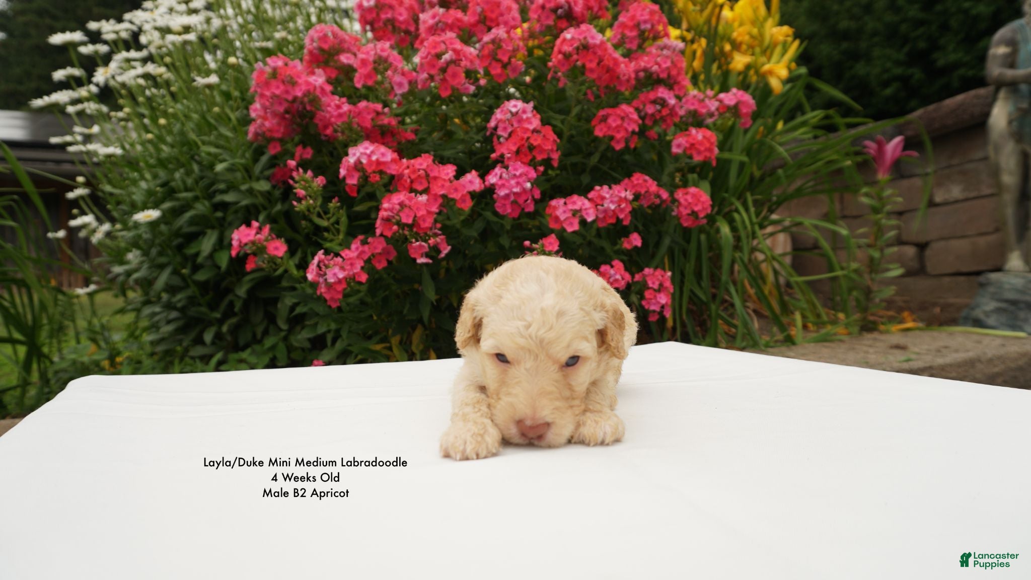 Miniature Labradoodle dogs LD B2 - Ad 2