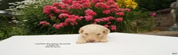 Miniature Labradoodle dogs for sale: LD B2 - Ad 3