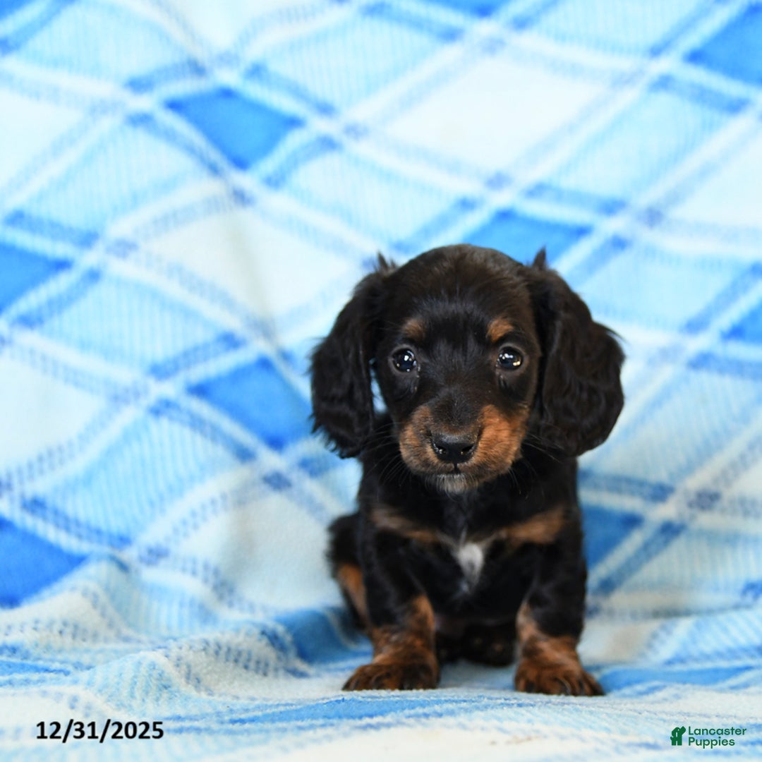 Miniature Dachshund dogs for sale: Smoke  - Ad 4
