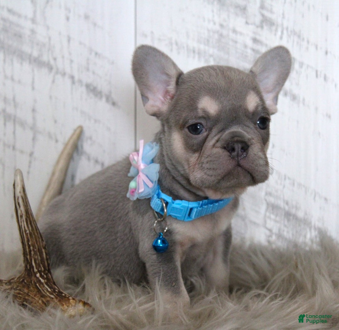 French Bulldog dogs for sale: Stitch - Ad 5