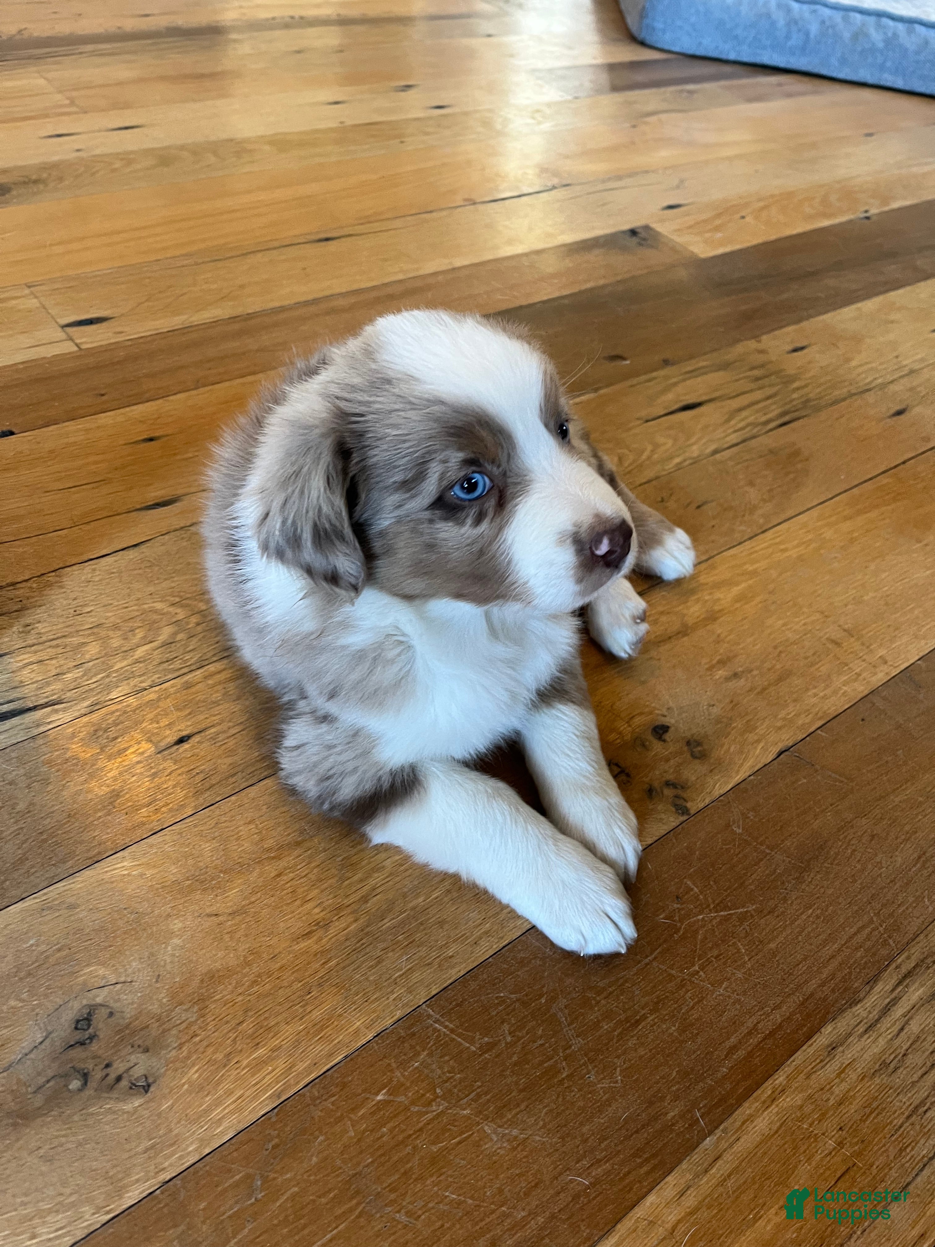 Australian Shepherd dogs for sale: Racheal  - Ad 2