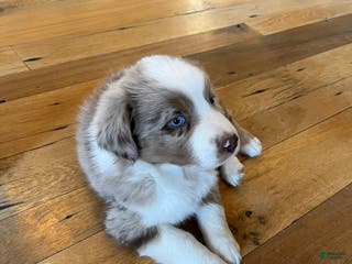 Australian Shepherd dogs Racheal - Ad 37