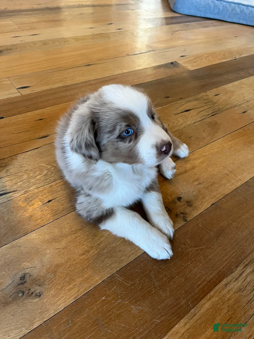 Australian Shepherd dogs for sale: Racheal  - Ad 1