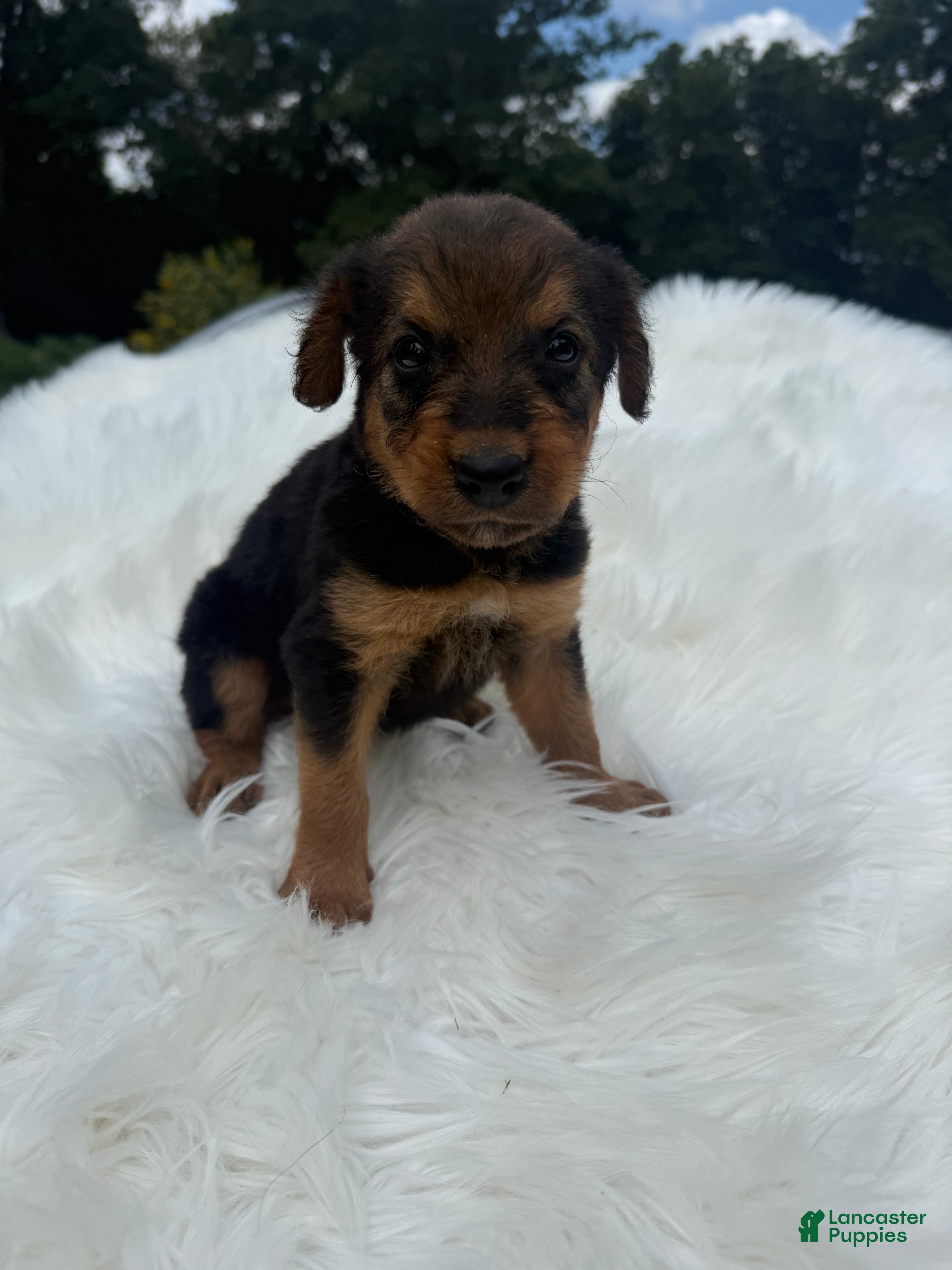 Airedale Terrier dogs AKC Zoe Airedale Terrier 2 - Ad 1
