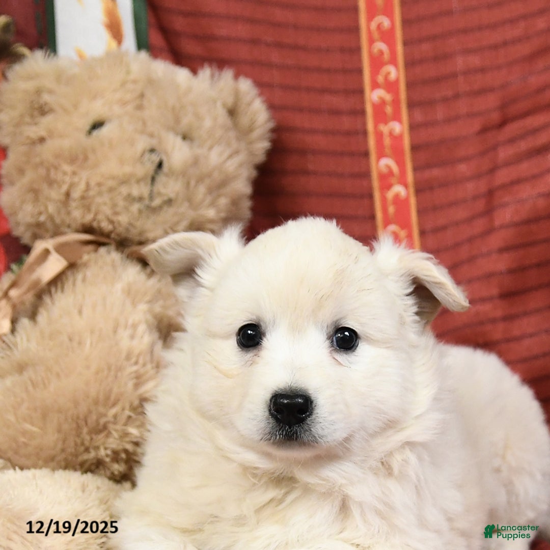 American Eskimo dogs for sale: Prince   - Ad 3