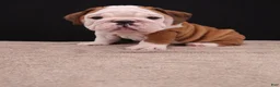 English Bulldog dogs for sale: Bruno - Ad 24