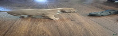 American Pit Bull Terrier 5