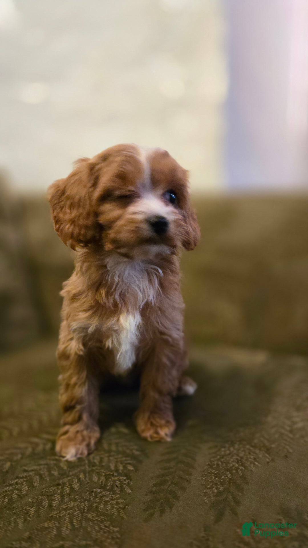 Cavapoo dogs for sale: Wren - Ad 4