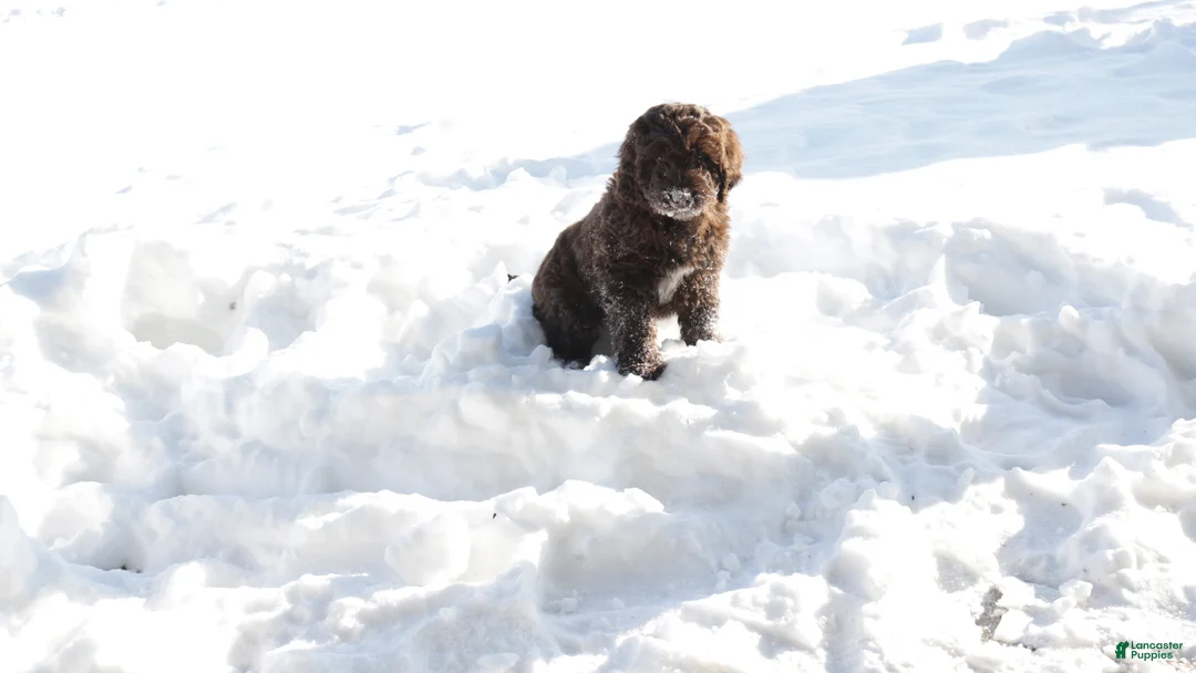 Newfypoo dogs for sale: Roxy - Ad 5