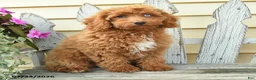 Aussiedoodle dogs for sale: Reva - Ad 3