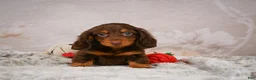 Miniature Dachshund dogs for sale: Spencer - Ad 7