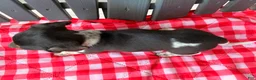 Miniature Dachshund dogs for sale: Violet - Ad 4
