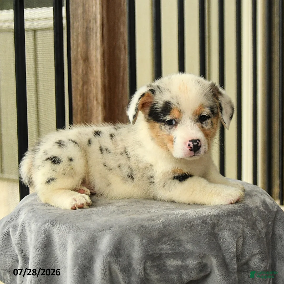 Welsh Corgi Pembroke dogs for sale: Sunshine - Ad 3