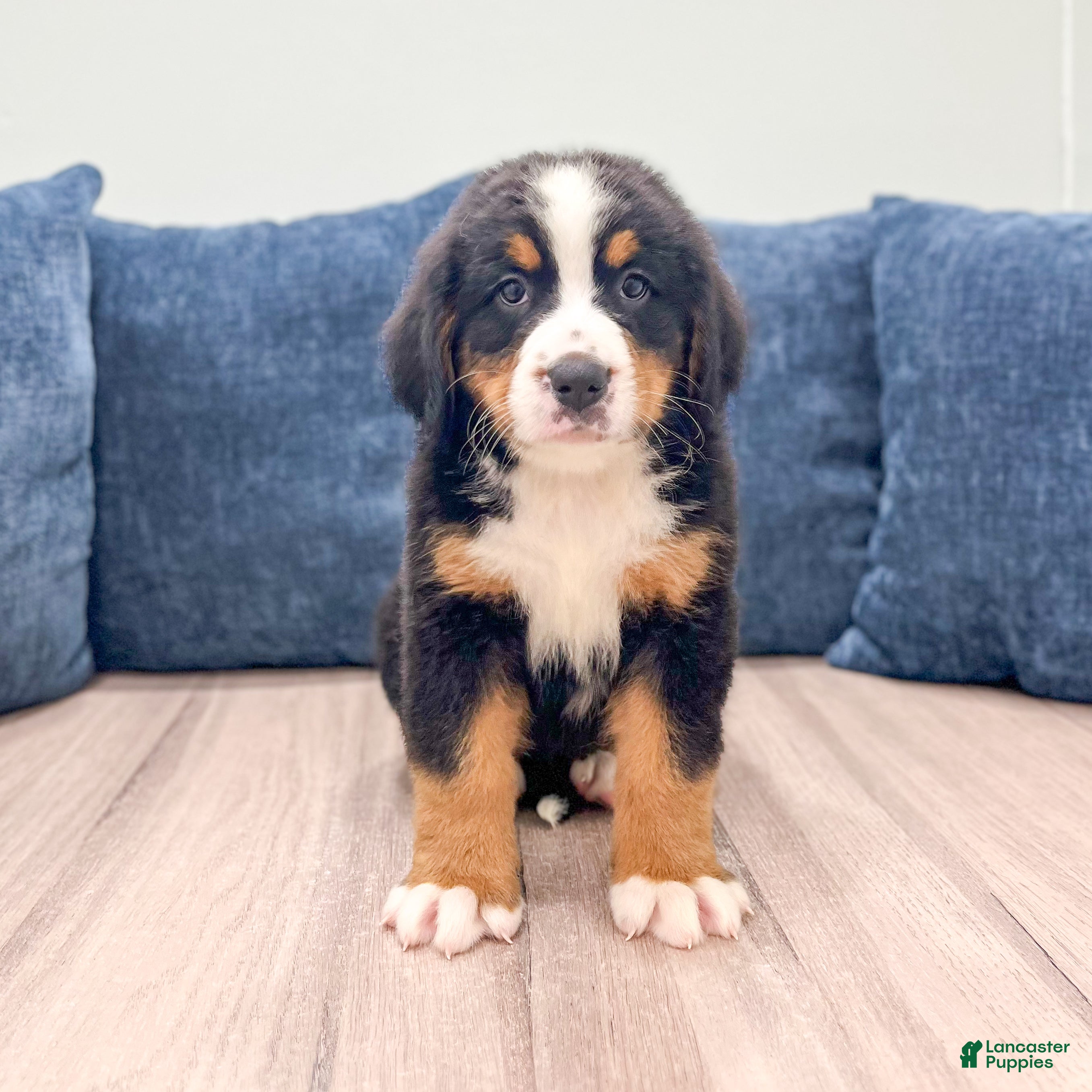 Bernese Mountain Dog dogs Idalia - Ad 1