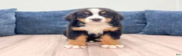 Bernese Mountain Dog dogs for sale: Idalia - Ad 1