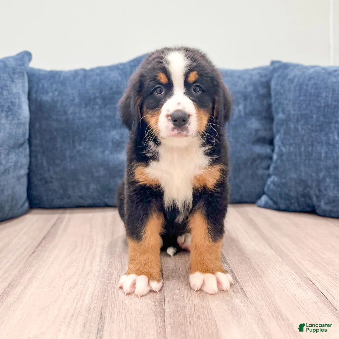 Bernese Mountain Dog dogs for sale: Idalia - Ad 1