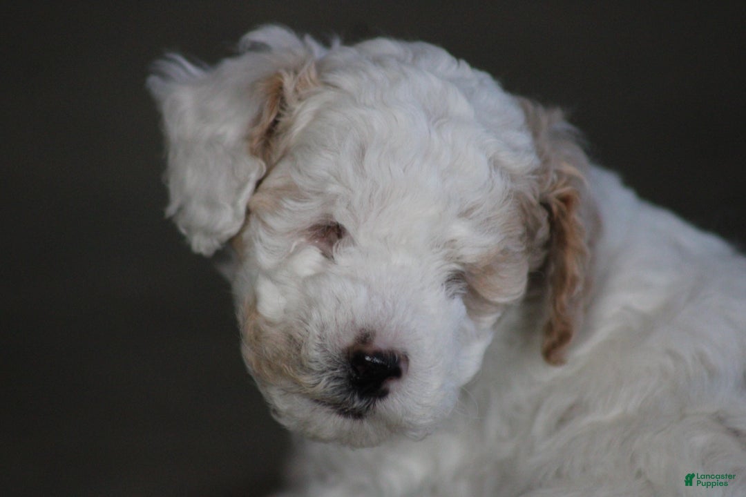 Cavapoo dogs for sale: Darla (Special Needs) - Ad 2