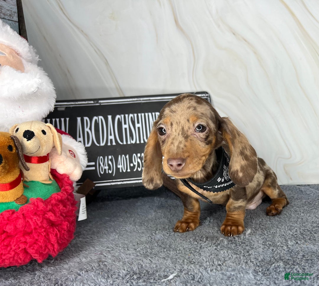 Dachshund dogs for sale: Ch Harriet LH dappleAkc - Ad 33
