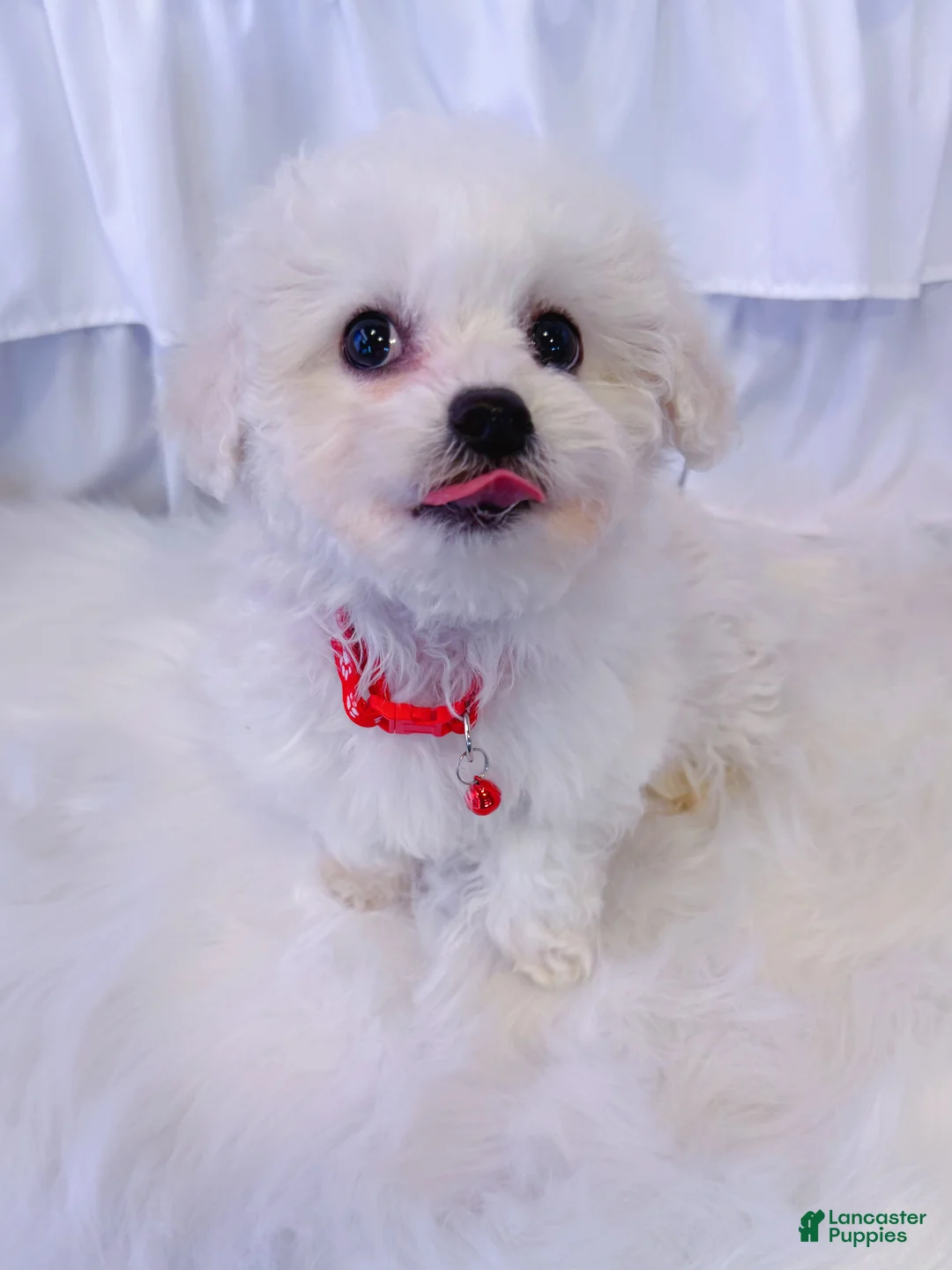 Bichon Frise dogs for sale: 🩷Snowy🩷 - Ad 4