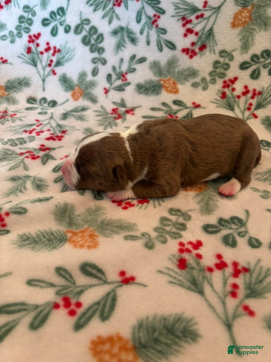 Mixed Breed dogs for sale: Dawn - Ad 3