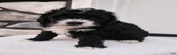 Mini Bernedoodle dogs for sale: Clark - Ad 1