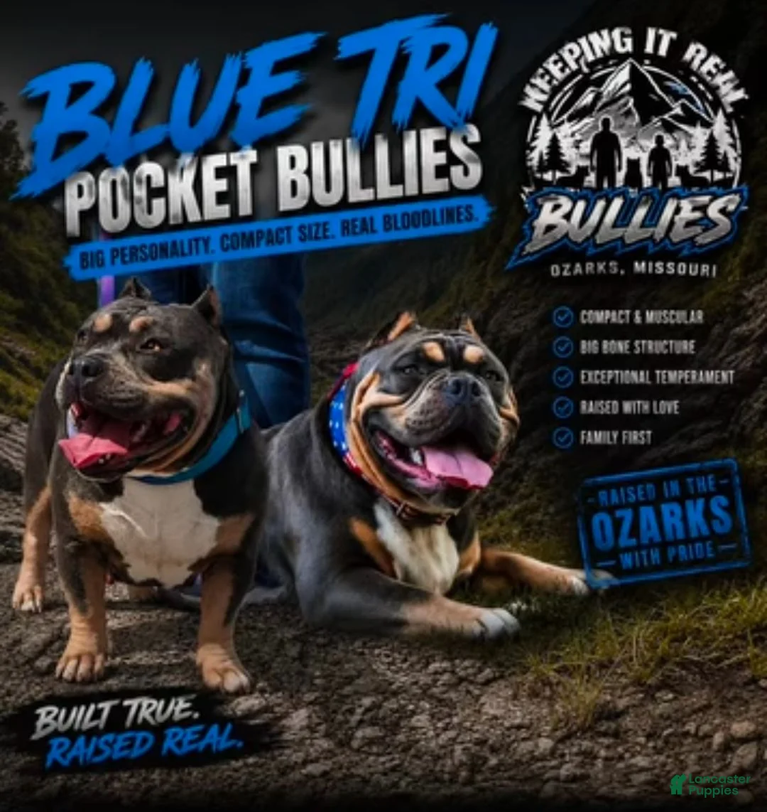 American Bully dogs for sale: American Bully 3 - Ad 2