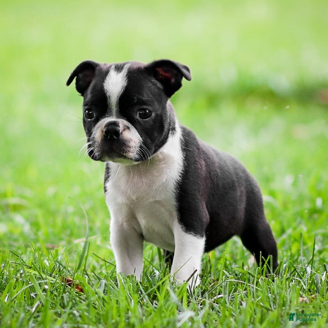 Poodle Boston Terrier Puppies for sale Lancaster Puppies
