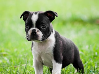 Boston Terrier dogs - Ad 7
