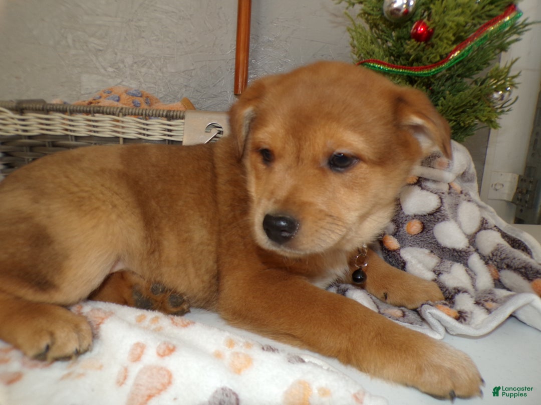 Mixed Breed dogs for sale: Mixed Breed Puppy 2 Bello - Ad 2